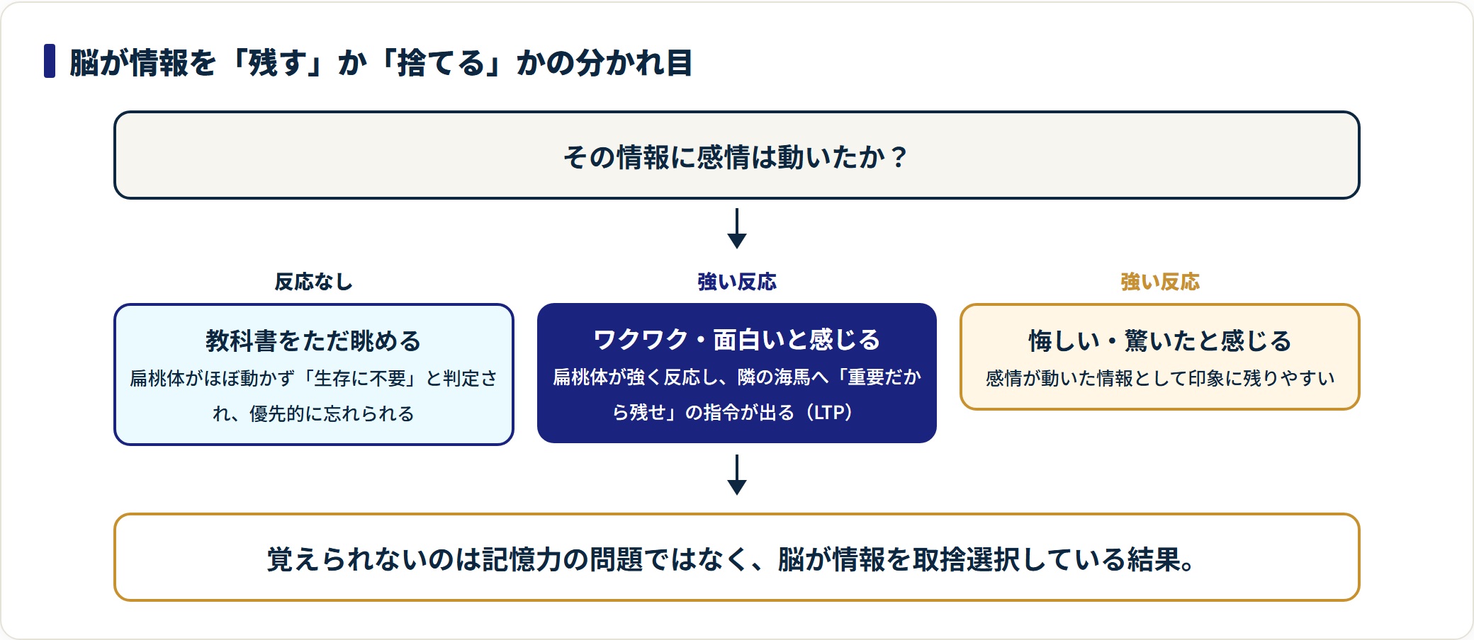 扁桃体が反応しない情報は忘れられ、感情が動いた情報は海馬が重要として残すことを示した図。