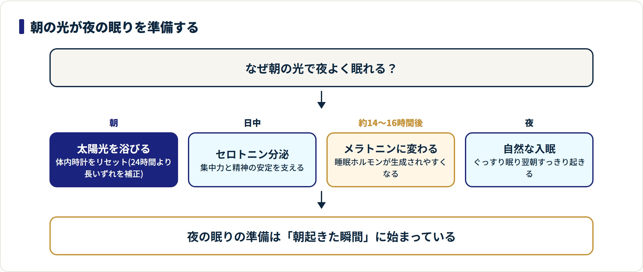 朝の光→セロトニン→メラトニン→夜の入眠という生活リズムの仕組みを示した図。